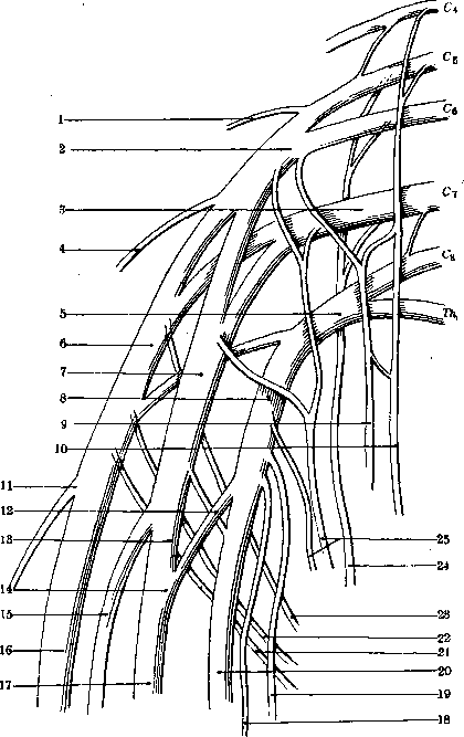 Nerves: figure 16 from the 1928–1936 encyclopedia article