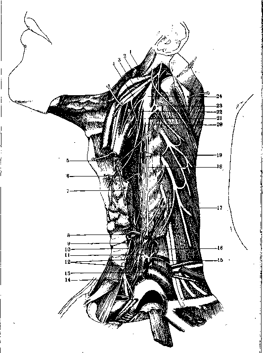 Nerves: figure 24 from the 1928–1936 encyclopedia article