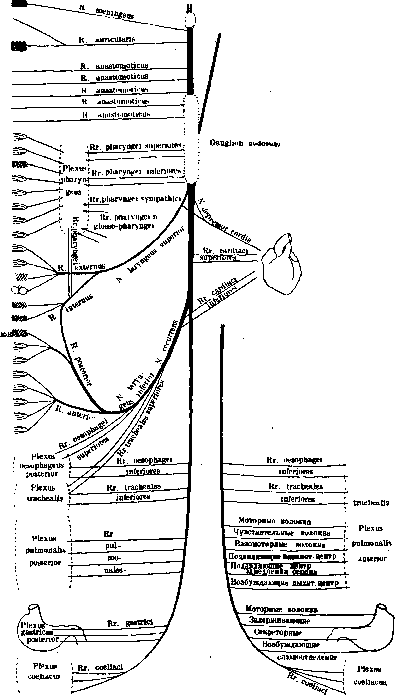 Nerves: figure 4 from the 1928–1936 encyclopedia article