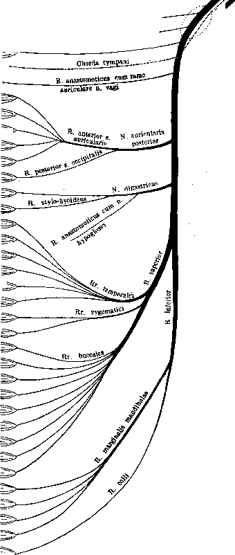 Nerves: figure 6 from the 1928–1936 encyclopedia article