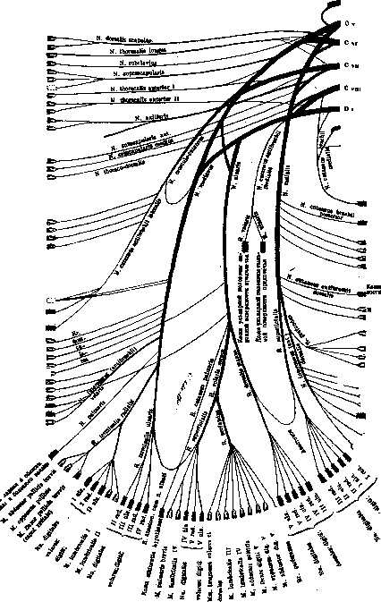 Nerves: figure 8 from the 1928–1936 encyclopedia article