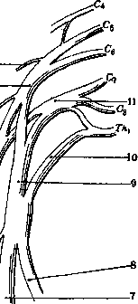 Nerves: figure 18 from the 1928–1936 encyclopedia article