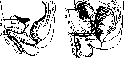 Urinary Bladder: figure 2 from the 1928–1936 encyclopedia article