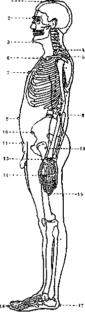 Anthropometry: figure 2 from the 1928–1936 encyclopedia article