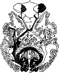 Visual Pathways: figure 2 from the 1928–1936 encyclopedia article