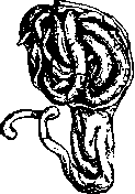 Dioxyphenylalanine: figure 1 from the 1928–1936 encyclopedia article
