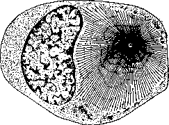 Cell: figure 8 from the 1928–1936 encyclopedia article