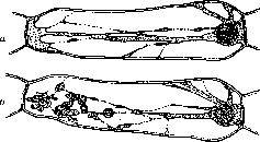 Cell: figure 20 from the 1928–1936 encyclopedia article