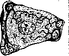 Cell: figure 15 from the 1928–1936 encyclopedia article