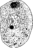 Cell: figure 10 from the 1928–1936 encyclopedia article