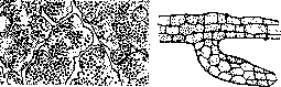 Cell: figure 3 from the 1928–1936 encyclopedia article