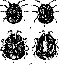 Orlov and Ornithodorus: figure 2 from the 1928–1936 encyclopedia article