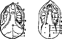 Orlov and Ornithodorus: figure 3 from the 1928–1936 encyclopedia article