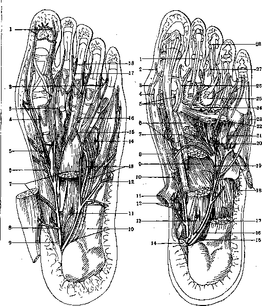Nerves of Man: figure 41 from the 1928–1936 encyclopedia article