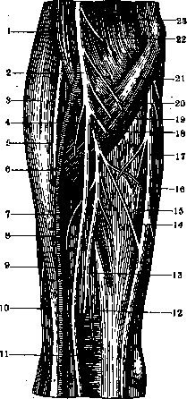Nerves of Man: figure 30 from the 1928–1936 encyclopedia article