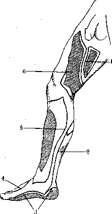 Nerves of Man: figure 43 from the 1928–1936 encyclopedia article