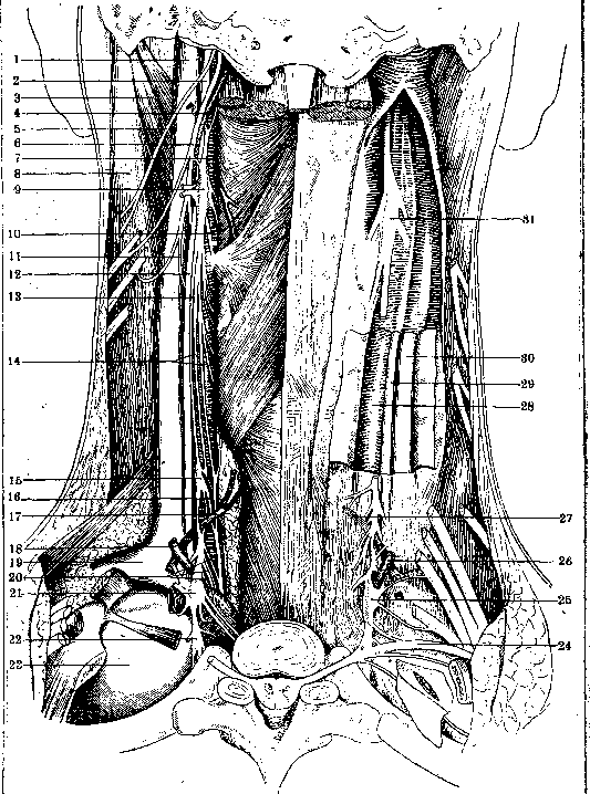 Nerves of Man: figure 1 from the 1928–1936 encyclopedia article