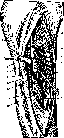 Nerves of Man: figure 29 from the 1928–1936 encyclopedia article