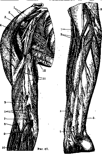 Nerves of Man: figure 26 from the 1928–1936 encyclopedia article