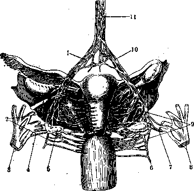 Nerves of Man: figure 16 from the 1928–1936 encyclopedia article
