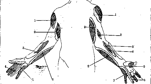 Nerves of Man: figure 33 from the 1928–1936 encyclopedia article