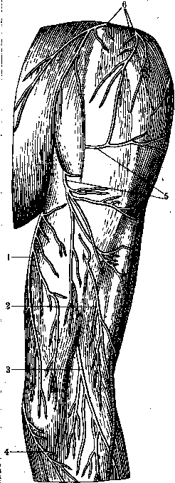 Nerves of Man: figure 22 from the 1928–1936 encyclopedia article