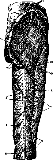 Nerves of Man: figure 35 from the 1928–1936 encyclopedia article
