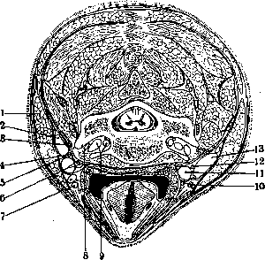 Nerves of Man: figure 6 from the 1928–1936 encyclopedia article