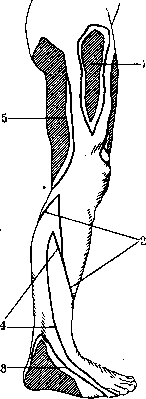 Nerves of Man: figure 47 from the 1928–1936 encyclopedia article