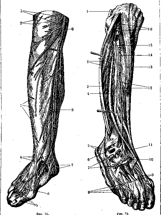 Nerves of Man: figure 39 from the 1928–1936 encyclopedia article