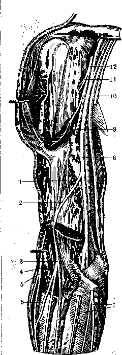 Nerves of Man: figure 20 from the 1928–1936 encyclopedia article