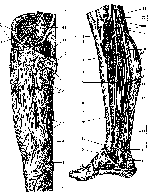 Nerves of Man: figure 34 from the 1928–1936 encyclopedia article