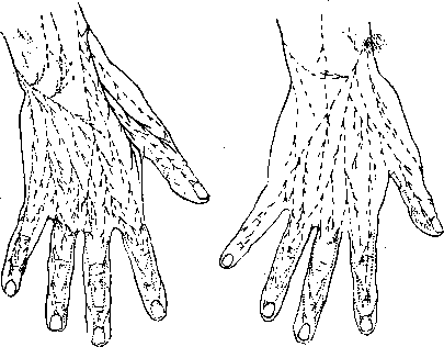 Nerves of Man: figure 24 from the 1928–1936 encyclopedia article