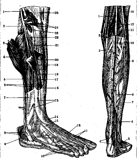 Nerves of Man: figure 38 from the 1928–1936 encyclopedia article