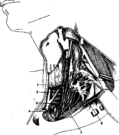 Nerves of Man: figure 4 from the 1928–1936 encyclopedia article