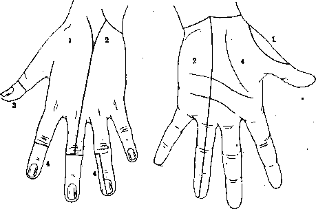 Nerves of Man: figure 25 from the 1928–1936 encyclopedia article