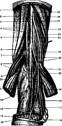 Nerves of Man: figure 37 from the 1928–1936 encyclopedia article