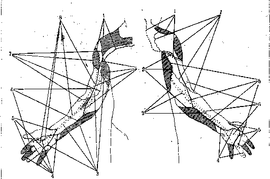 Nerves of Man: figure 32 from the 1928–1936 encyclopedia article