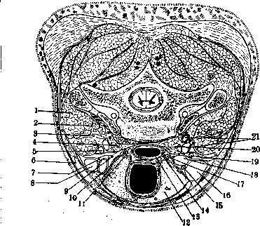 Nerves of Man: figure 7 from the 1928–1936 encyclopedia article