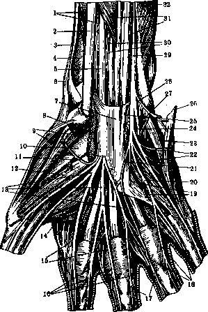 Nerves of Man: figure 31 from the 1928–1936 encyclopedia article
