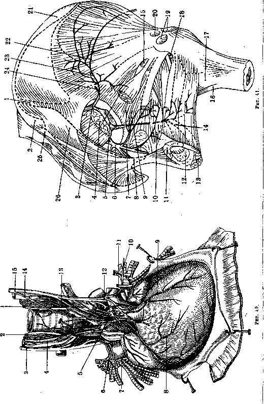Nerves of Man: figure 11 from the 1928–1936 encyclopedia article
