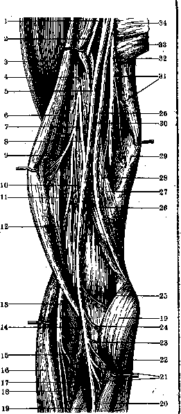 Nerves of Man: figure 21 from the 1928–1936 encyclopedia article