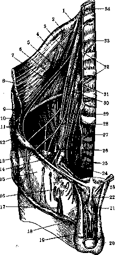 Nerves of Man: figure 14 from the 1928–1936 encyclopedia article