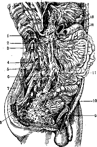 Nerves of Man: figure 10 from the 1928–1936 encyclopedia article