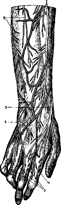Nerves of Man: figure 23 from the 1928–1936 encyclopedia article