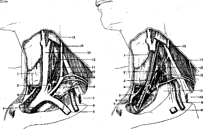 Nerves of Man: figure 2 from the 1928–1936 encyclopedia article