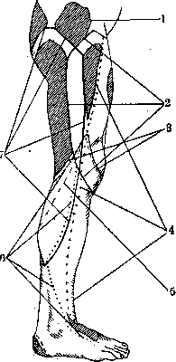 Nerves of Man: figure 46 from the 1928–1936 encyclopedia article
