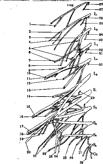 Nerves of Man: figure 9 from the 1928–1936 encyclopedia article
