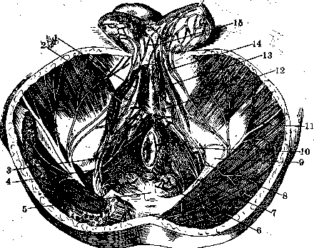 Nerves of Man: figure 18 from the 1928–1936 encyclopedia article