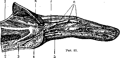 Nerves of Man: figure 27 from the 1928–1936 encyclopedia article